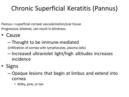 Chronic Superficial Keratitis (Pannus)