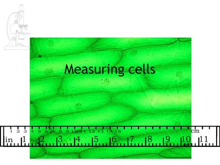 Measuring cells.