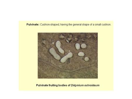 Rhizoid Colony Formation