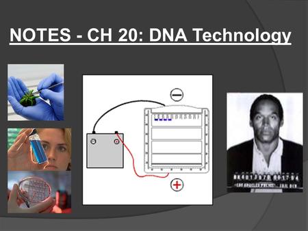 NOTES - CH 20: DNA Technology