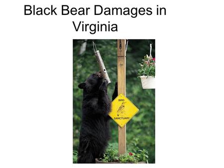 Black Bear Damages in Virginia. Executive Summary Analyze incidents of damage performed by black bears based upon county of incidence and type of occurrence.