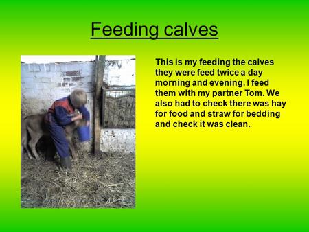 Feeding calves This is my feeding the calves they were feed twice a day morning and evening. I feed them with my partner Tom. We also had to check there.