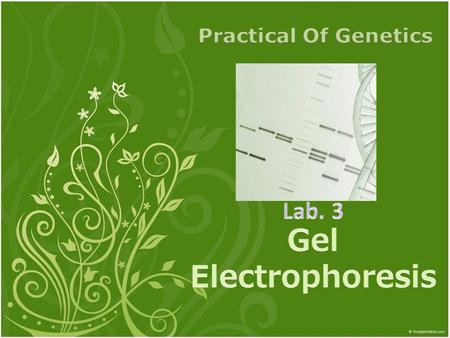 Lab. 3 Gel Electrophoresis