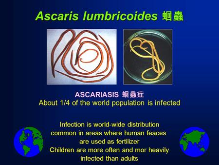 ASCARIASIS 蛔蟲症 About 1/4 of the world population is infected Ascaris lumbricoides 蛔蟲 Infection is world-wide distribution common in areas where human feaces.