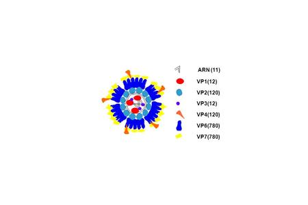 VP1(12) VP3(12) VP7(780) VP2(120) VP4(120) VP6(780) ARN (11)