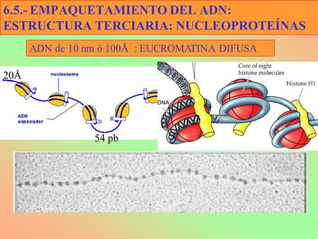 6.5.- EMPAQUETAMIENTO DEL ADN: ESTRUCTURA TERCIARIA: NUCLEOPROTEÍNAS