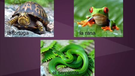 El serpiente la ranala tortuga. Práctica guiada Replace the emojis with the correct Spanish words. Then translate the paragraph. una granja - a farm la.