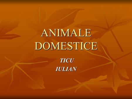 ANIMALE DOMESTICE TICU IULIAN.