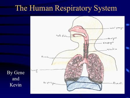 The Human Respiratory System