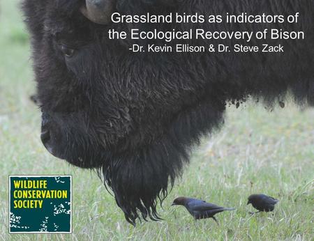 Grassland birds as indicators of the Ecological Recovery of Bison -Dr. Kevin Ellison & Dr. Steve Zack.