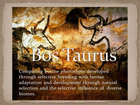 Comparing bovine phenotypes developed through selective breeding with bovine adaptation and development through natural selection and the selective influence.