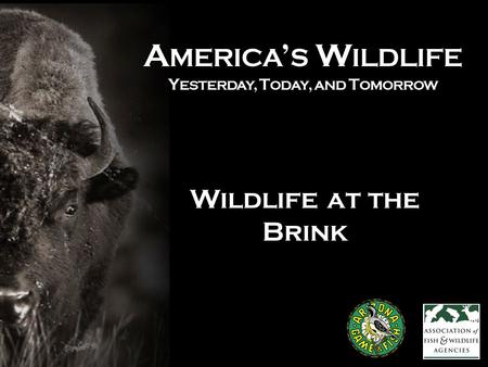 A MERICA ’ S W ILDLIFE Y ESTERDAY, T ODAY, AND T OMORROW Wildlife at the Brink.