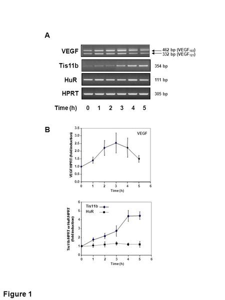 Figure 1 HuR Tis11b HPRT VEGF 0 1 2 3 4 5Time (h) A 462 bp (VEGF 165 ) 332 bp (VEGF 121 ) 354 bp 111 bp 305 bp.