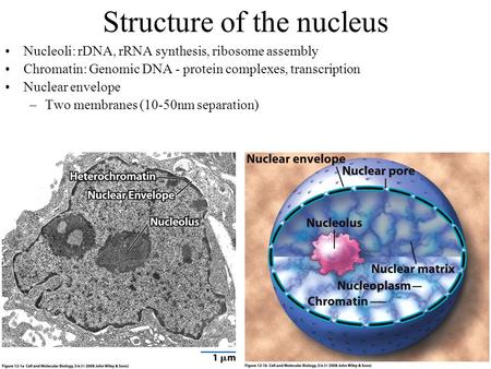 Structure of the nucleus