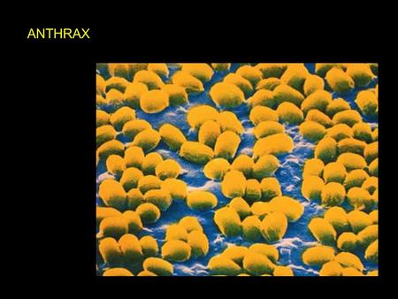 ANTHRAX. LF EF TRAF6 TAK1 MKK3,6 p38 Targets Stimulus Activator MKKK MKK MAPK Targets LT = PA + LF ET = PA + EF Zinc metalloprotease TRAF2 MEKK1,