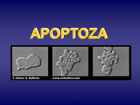 APOPTOZA This shows a chicken cell undergoing apoptosis when treated with hydroxyurea. Note the dramatic morphological changes. Program stanične smrti.