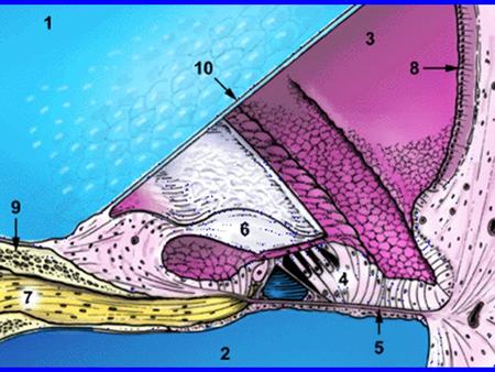 Cochlear Functions Transduction- Converting acoustical- mechanical energy into electro-chemical energy. Frequency Analysis-Breaking sound up.