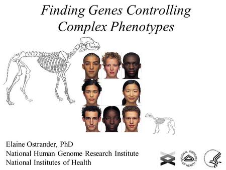 Finding Genes Controlling Complex Phenotypes Elaine Ostrander, PhD National Human Genome Research Institute National Institutes of Health.