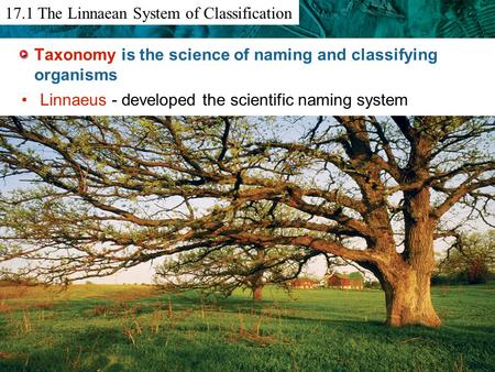 12.6 Primate Evolution Taxonomy is the science of naming and classifying organisms Linnaeus - developed the scientific naming system 17.1 The Linnaean.