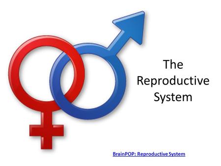 The Reproductive System