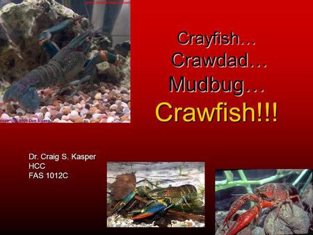 Crayfish… Crawdad… Mudbug… Crawfish!!!