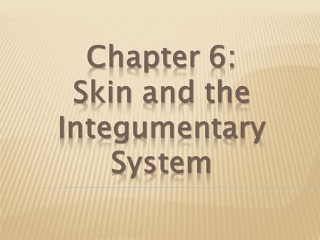  Skin:  Largest organ  Otherwise known as cutaneous membrane  Forms barrier between our internal environment and the external world  Vital in maintaining.