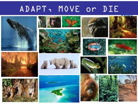 ADAPT, MOVE or DIE. Adapt? MOVE? Move?