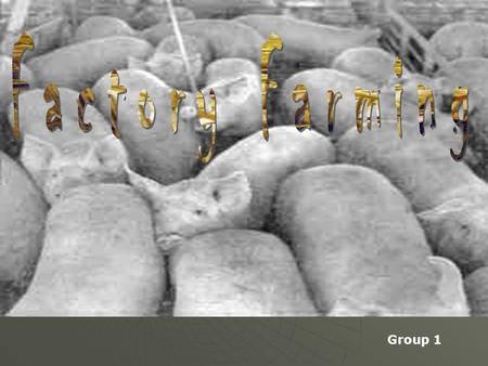 Group 1. “Factory Farms”- also known as concentrated animal feeding operations (CAFOs), emphasize high volume and profit with minimal regard for human.