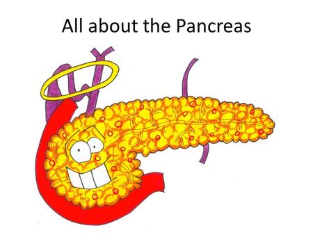 All about the Pancreas. A.You start by eating a meal containing carbohydrates. B.These carbohydrates are turned into glucose. The glucose is absorbed.