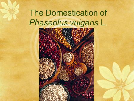 The Domestication of Phaseolus vulgaris L.. Taxonomic Overview  Family: Fabaceae/ Leguminosae  Subfamily: Papilionoideae  Tribe: Phaseolae  Phaseolus.