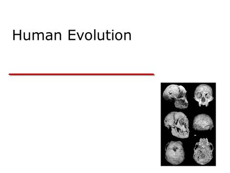 Human Evolution. In 1871, Darwin made it clear in “The Descent of Man” that his argument about descent with modification applied to humans as well as.