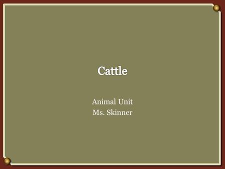 Animal Unit Ms. Skinner.  Alveoli—the part of the udder that manufactures milk.  Bos indicus—humped cattle found in tropical countries.  Bos taurus—domestic.