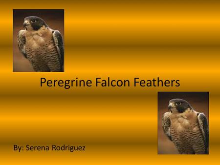 Peregrine Falcon Feathers By: Serena Rodriguez. Oiling Peregrine falcons can make their feathers water -proof by oiling them. It helps them when they’re.