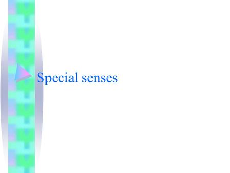 Special senses. Vision Hearing Smell Taste Smell Anatomy –Olfactory mucus: in the roof of nasal cavity near the septum –Contain olfactory receptors.