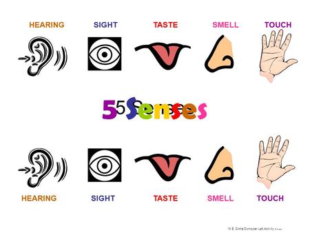 W.E. Cottle Computer Lab Activity – R. Martin 5 Senses HEARINGSIGHTTASTESMELLTOUCH HEARINGSIGHTTASTESMELLTOUCH 5 Senses5 Senses HEARINGSIGHTTASTESMELLTOUCH.