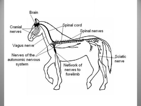 Animal Senses How do animals sense stimuli? Sensory organs perceive stimuli (light, sounds, etc.) with a receptor cell. The receptor cell sends signals.