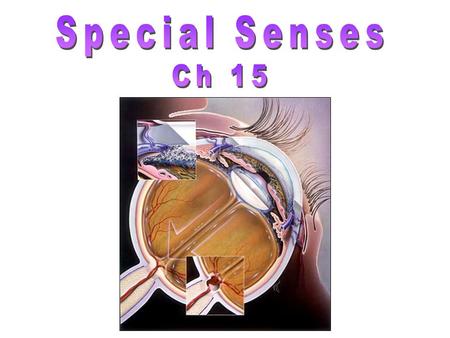 Special Senses Ch 15.