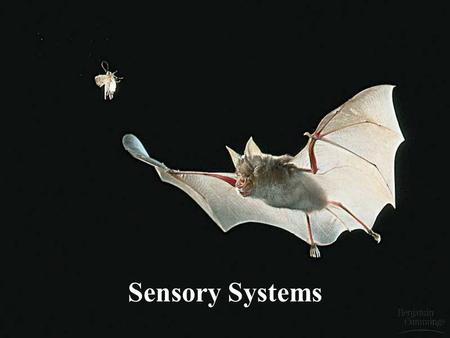 Sensory Systems. 1. False. My 6 th sense is telling me that this is a function of how fast the information is received by the brain. The difference in.