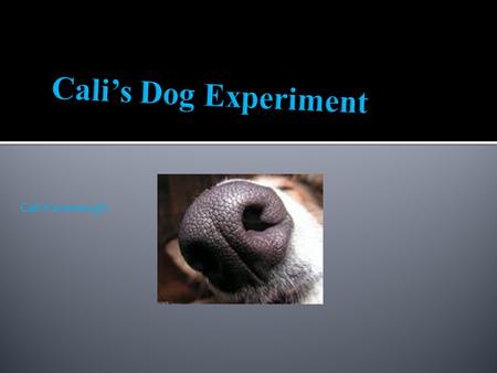 Cali Kavanaugh. Is a dog’s sense of sight, smell, or hearing the strongest when attracted to food?