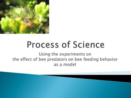 Using the experiments on the effect of bee predators on bee feeding behavior as a model.