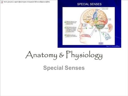 Anatomy & Physiology Special Senses.