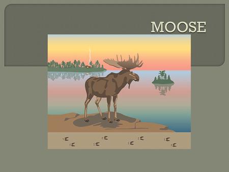  Moose originated in northern Eurasia and then spread east across Siberia into North America. The map, looking down on the earth from above the north.