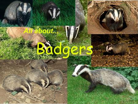 Badgers All about.... Badgers are very shy animals that live in family groups. They are usually nocturnal.