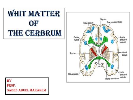 BY PROF. SAEED ABUEL MAKAREM