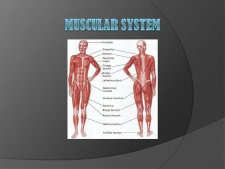 Muscular System.