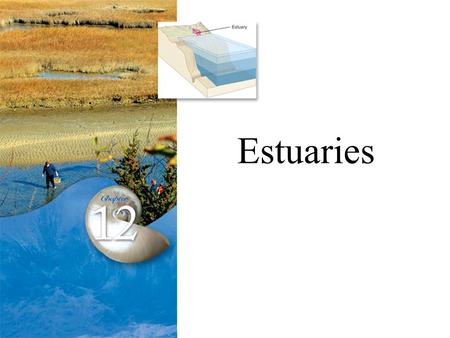 Estuaries. Introduction We’ve already seen what it’s like near the edge!We’ve already seen what it’s like near the edge! Ocean life is rough. Adaptation.