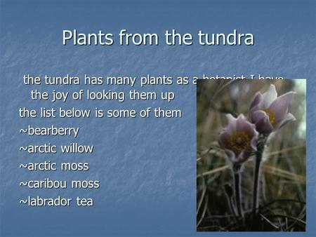 Plants from the tundra the tundra has many plants as a botanist I have the joy of looking them up the tundra has many plants as a botanist I have the joy.