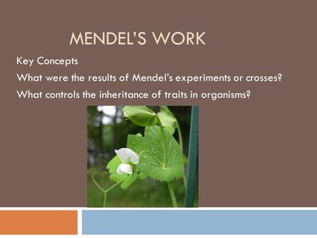 MENDEL’S WORK Key Concepts What were the results of Mendel’s experiments or crosses? What controls the inheritance of traits in organisms?