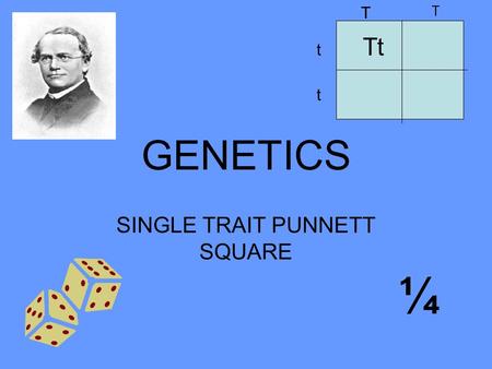 SINGLE TRAIT PUNNETT SQUARE