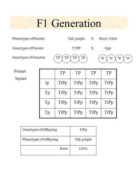 Phenotypes of ParentsTall, purpleXShort, white Genotypes of ParentsTTPPXttpp Genotypes of Gametes F1 Generation Genotypes of OffspringTtPp Phenotypes of.